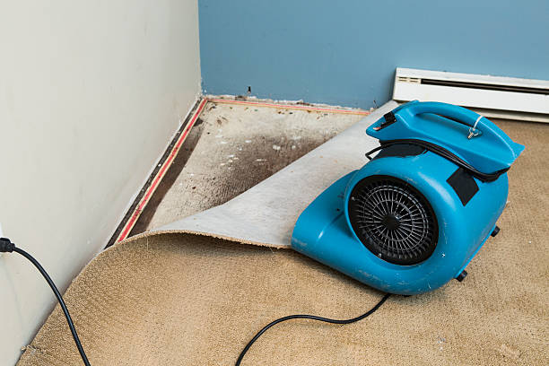 Best Water damage cleanup near me  in Puyallup, WA